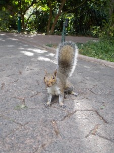 Sqirrel in the Campany's Garden, Cape Town   