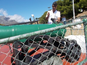 South African Naval worker preparing the gun for firing.